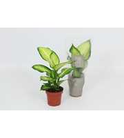 Purify Dieffenbachia Summer Style 12 cm