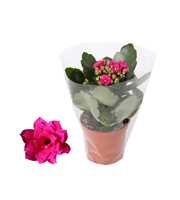 Kalanchoe Rosalina 07cm Don Victorio paars, Blanco