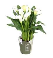 Zantedeschia Fresco SoHappyCalla wit met groene po