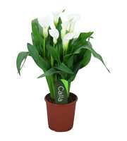Zantedeschia Fresco Calla wit met etiket