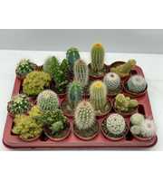 Engeland art.9966 Cactus gemengd 6,5 cm