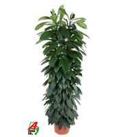 Ficus Cyatistipula zuil P29 (NO GAP)