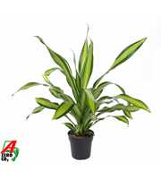 Dracaena Charley kopstek P24