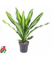 Dracaena Burley kopstek P24