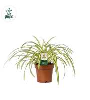 Chlorophytum Atlantic 12cm (zonder hoes)