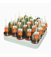 Cereus mix 5,5 cm op rij met picker+etiket