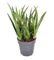 Sansevieria trifasciata 'Tess' p12