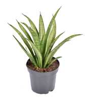 Sansevieria trifasciata 'Tess' p10.5