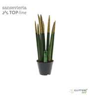 Sansevieria VELVET TOUCHZ® ECO GLITTERZ® Koper P8,