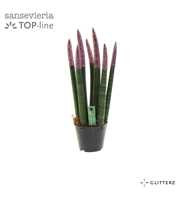 Sansevieria VELVET TOUCHZ® ECO GLITTERZ® Rose