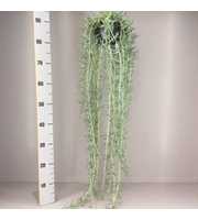 Senecio radicans XXL