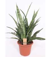 Sansevieria Diamond Green