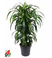 Dracaena Hawaiiana vertakt P27