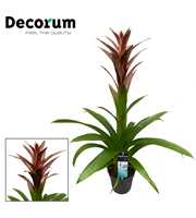 Guzmania Bonze (decorum)