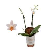 Phalaenopsis minimark 9 cm 1-2 tak