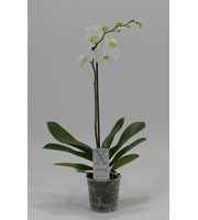 Phalaenopsis overig wit 1 Tak Wit