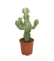 Euphorbia cooperi 21 cm