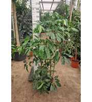 Schefflera Amate toef 210