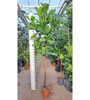 Ficus Lyrata stam 280