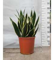 Sansevieria Night Shade 70