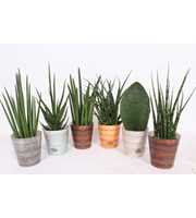 Sansevieria Luxe mix in Rough & Tough cup