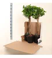 Ficus micr. Moclame gevlochten stam in fust 352