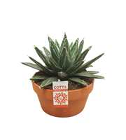 Agave victoriae reginae 20 cm