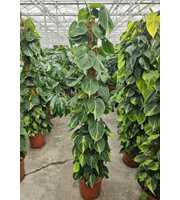 Philodendron Scandens Brasil