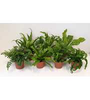 Asplenium mix