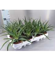 Aloe arborescens 9