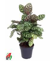 Calathea Makoyana