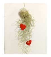 Tillandsia Valentijn / moederdag glas mix