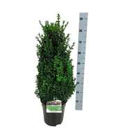 Buxus sempervirens