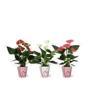 Anthurium 3 color mix in Sweet smartcup