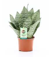 Sansevieria Black Coral