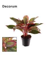 Aglaonema Crete