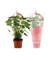 Anthurium Amalia Elegance in Couture sleeve