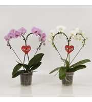 Phalaenopsis overig Hearts Valentijn gemengd met h