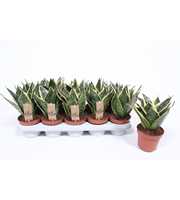 Sansevieria Golden Edge Hahnii