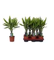 Dracaena Golden Queen, 11 cm pot