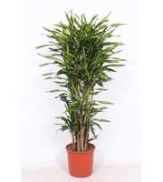 Dracaena Riki