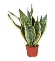 Sansevieria Futura Superba