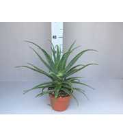 Aloe arborescens 15