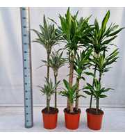 Dracaena Basic Mix 90/60/30