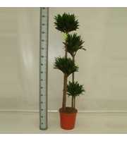 Dracaena Compacta 120/90/60/30