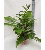 Cyathea Cooperii (Australian Tree Fern)