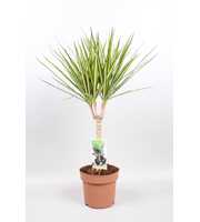 Dracaena Sunray enkele stam - hoogte 65-70