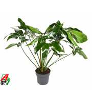 Philodendron Green Wonder P24 (NO GAP)