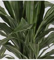 Dracaena warneckei 30-10 70