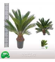 Cycas revoluta